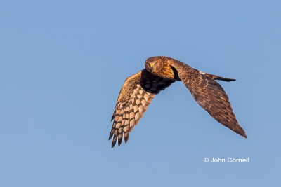 Birds-of-Prey;Circus-cyaneus;Flying-Bird;Northern-Harrier;One;Photography;action